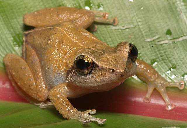 photo-of-coqui-frog
