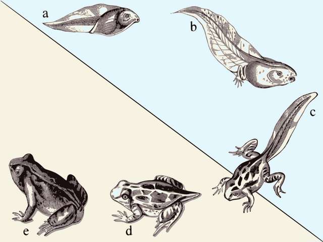 life-cycle-of-the-frog-picture
